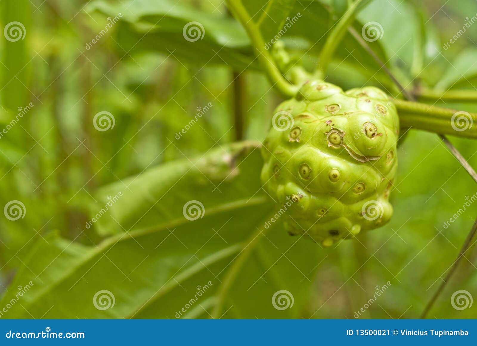 Noni stock image. Image of citrifolia, ingredient, noni 13500021
