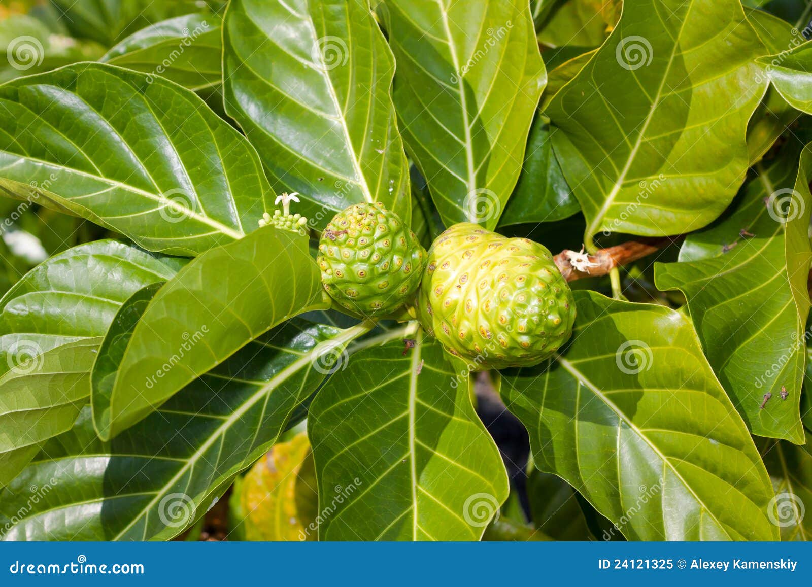 Noni stock image. Image of leaves, bounty, ingredient 24121325