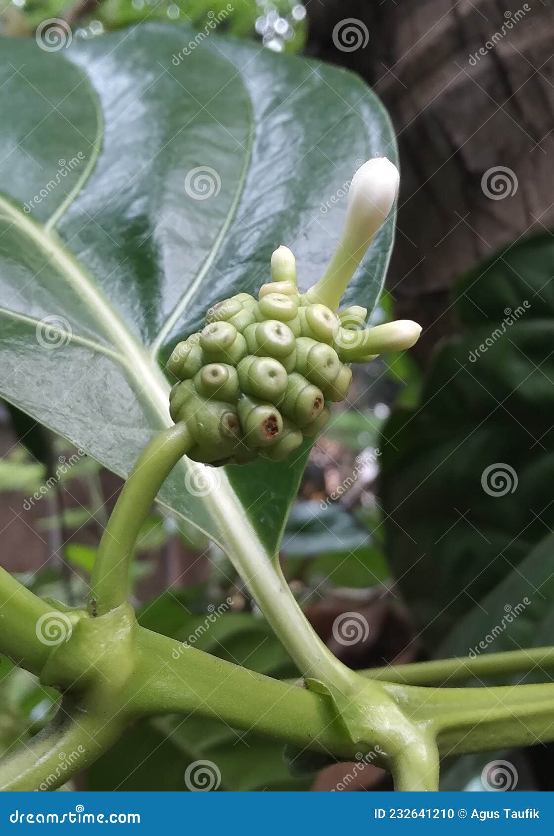 Noni Flower that Will Fruit Stock Photo Image of flower, noni
