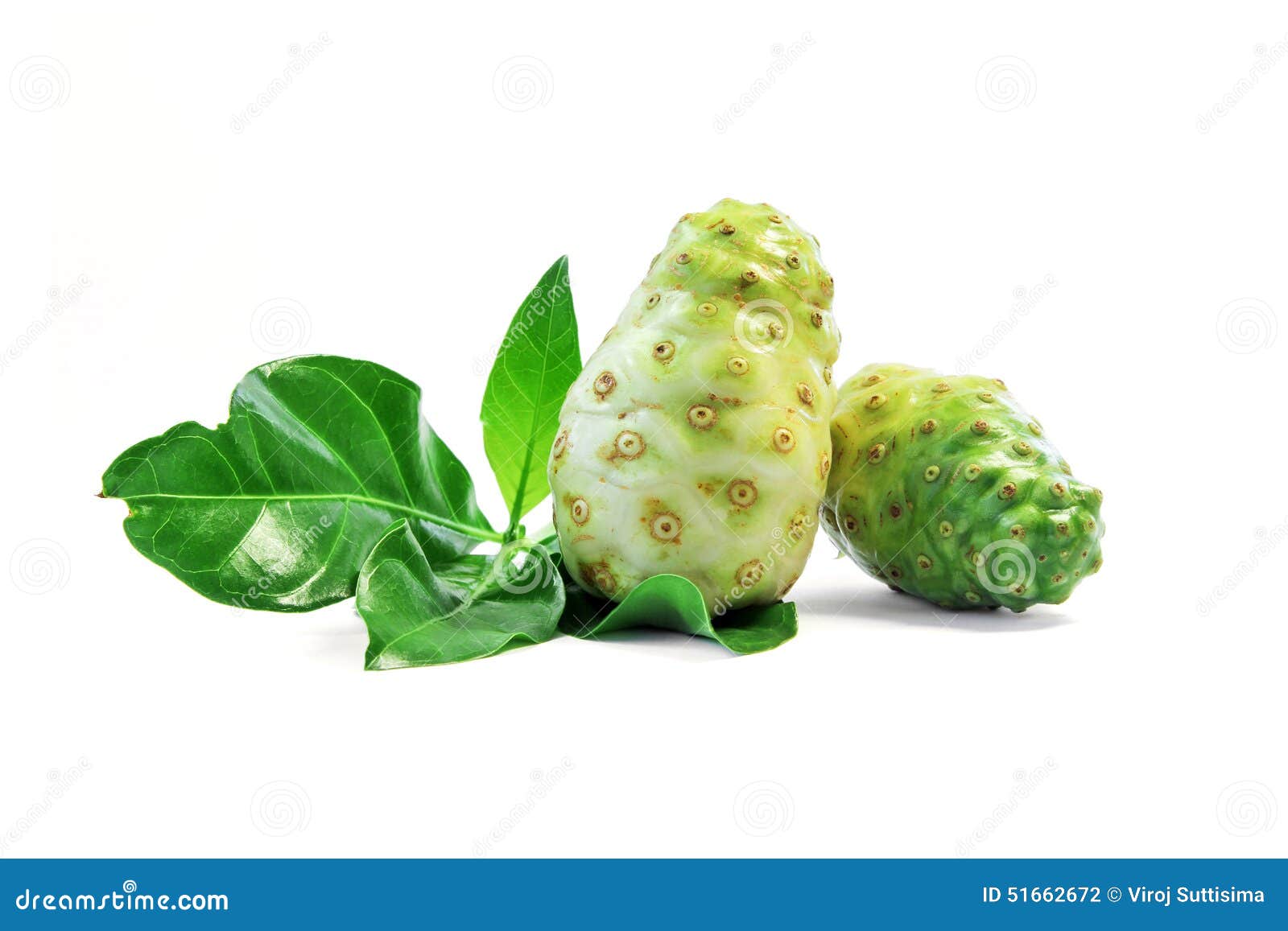 Noni fruit. stock photo. Image of fresh, ingredient, agriculture 51662672