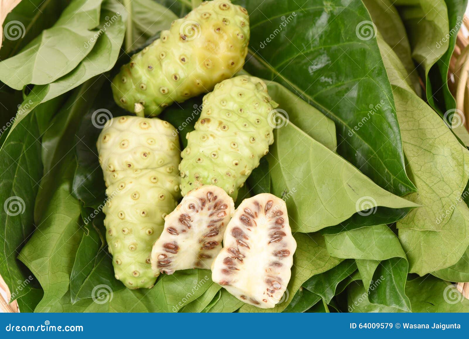 Noni fruit on leaf. stock image. Image of green, properties 64009579