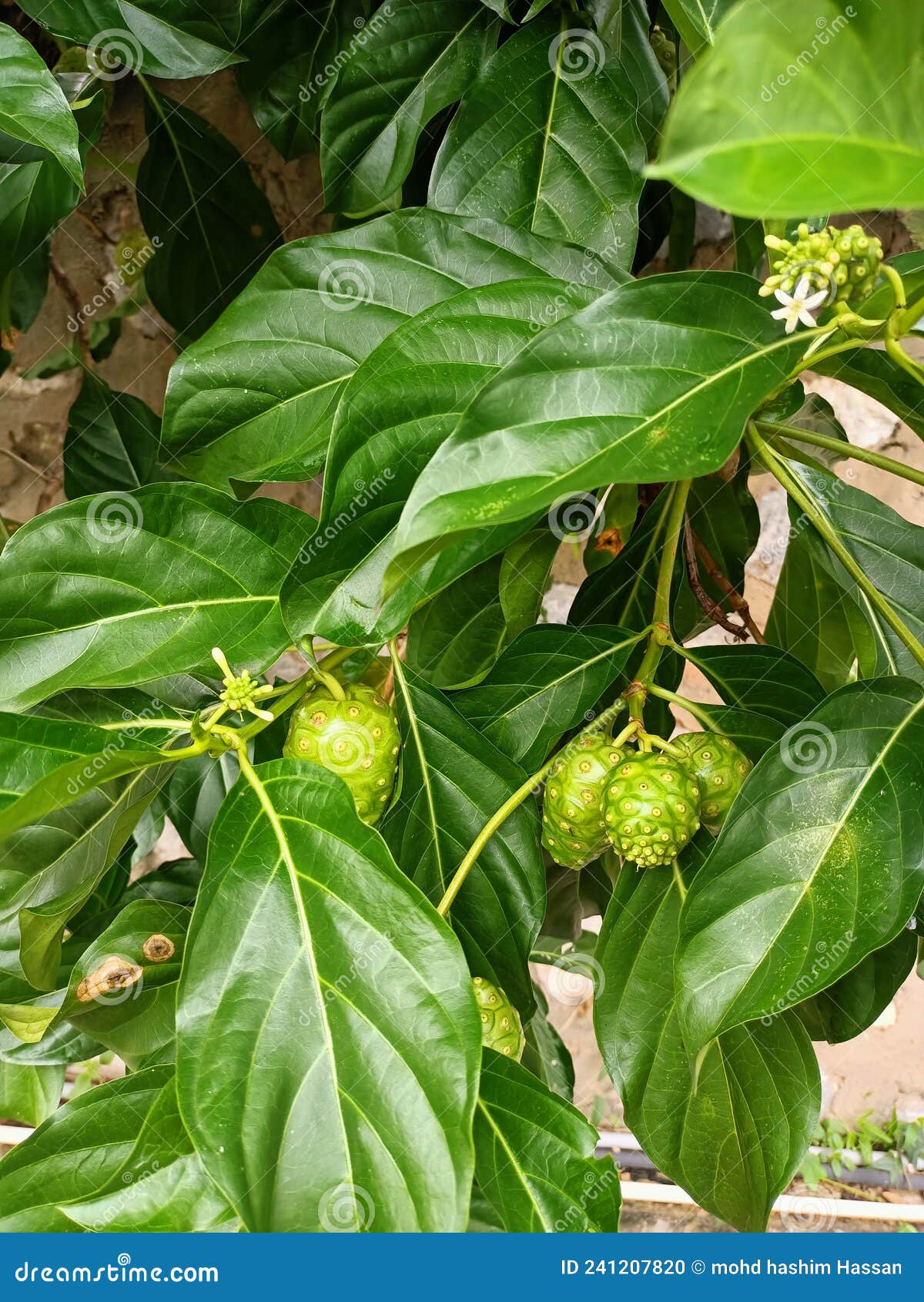 Noni Fruit Plant Growing Beautiful Stock Photo Image of noni, plant