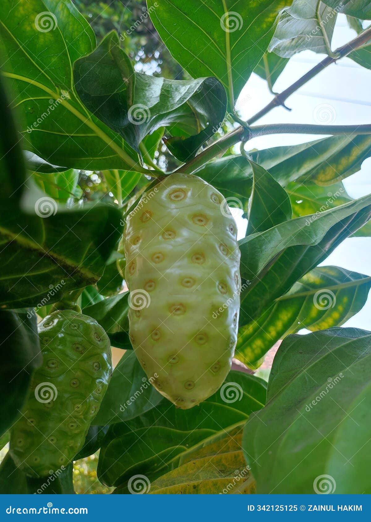 noni fruit & x28;morinda citrifolia& x29; is elliptical with a smaller and blunt tip. the greenish yellow color.