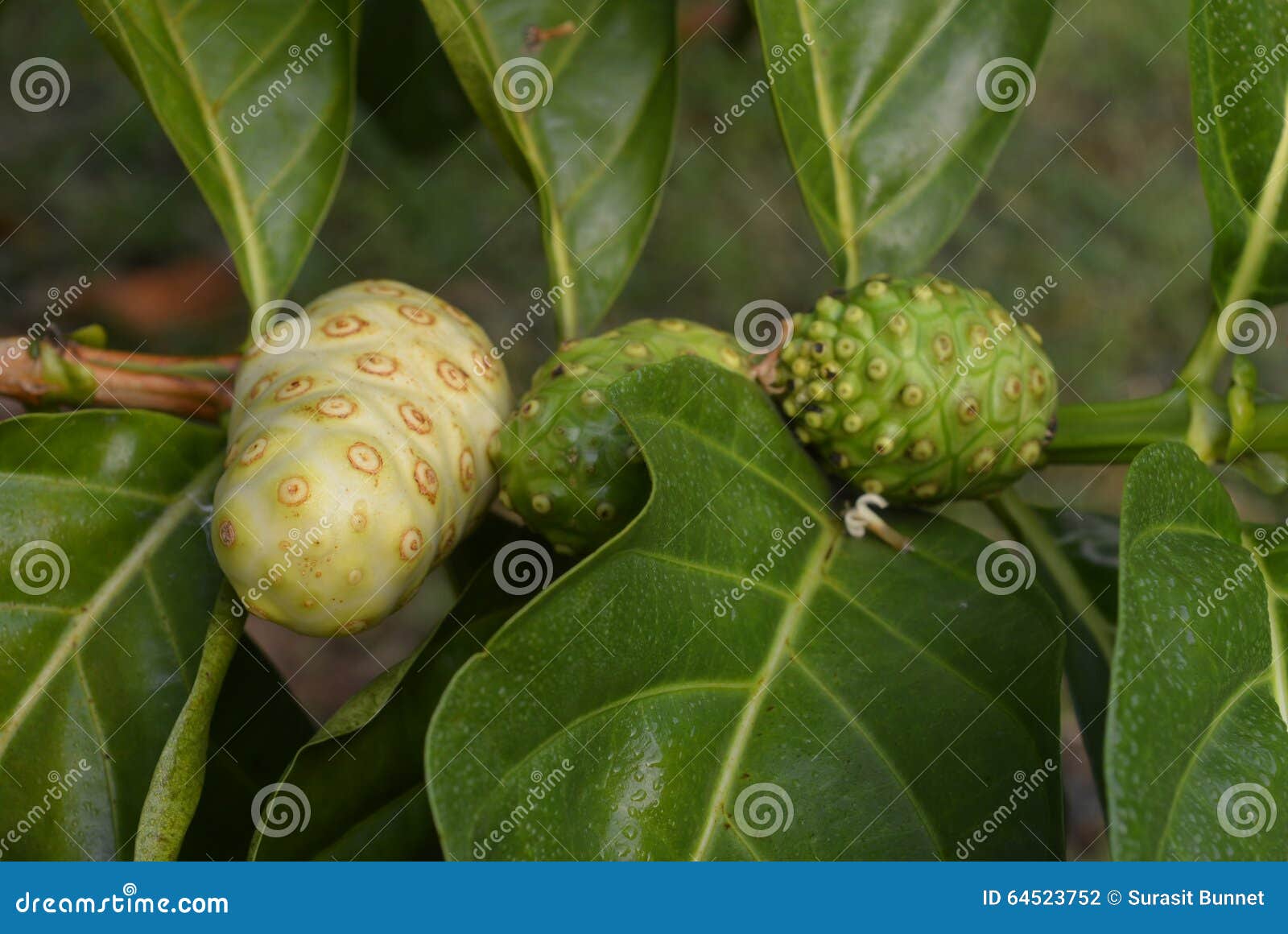 Noni stock photo. Image of pressure, effect, eaten, latinos 64523752