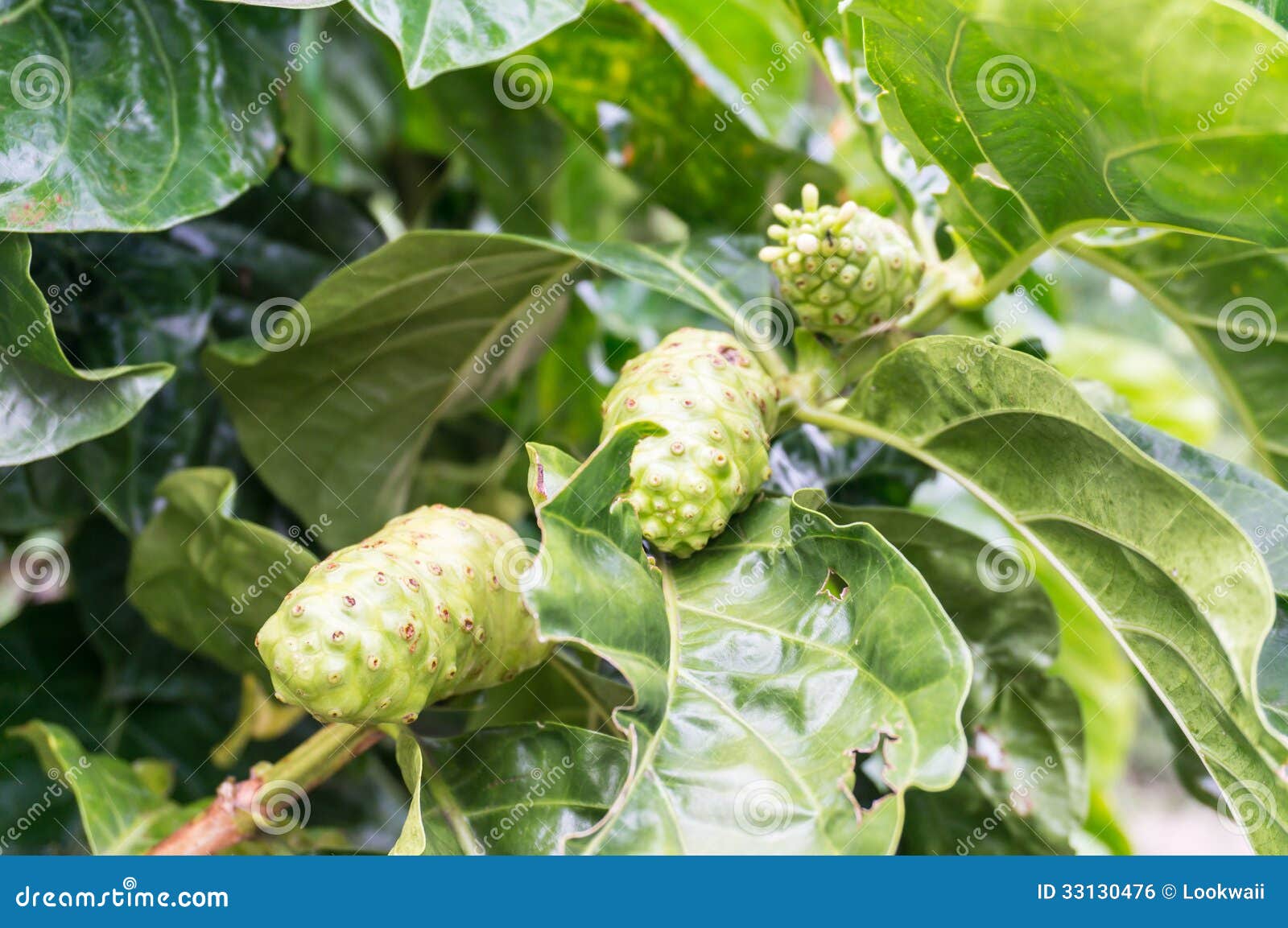 Noni and leaf. stock photo. Image of green, noni, space 33130476
