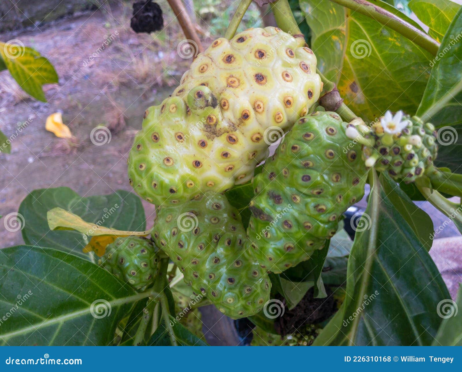Noni plant stock photo. Image of medicinal, branch, fruit 226310168
