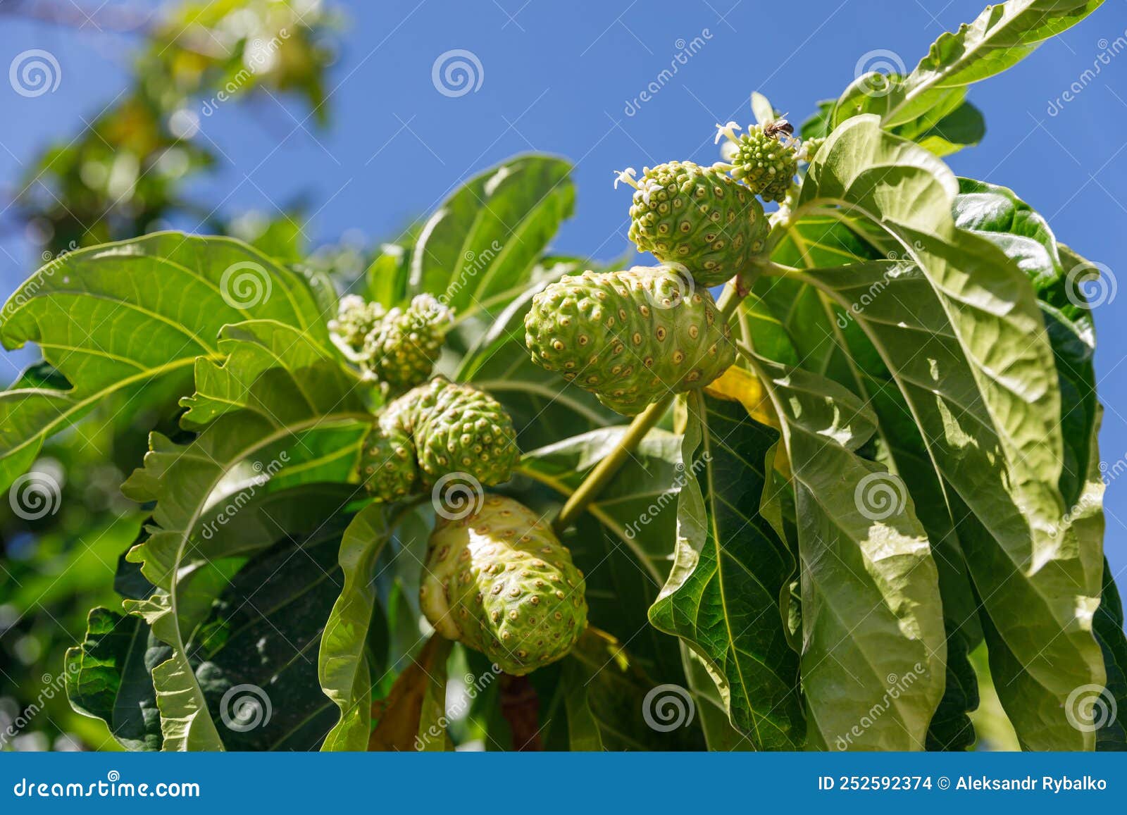 Noni Tree, Morinda Citrifolia. a Medicinal Fruit with Unique Properties