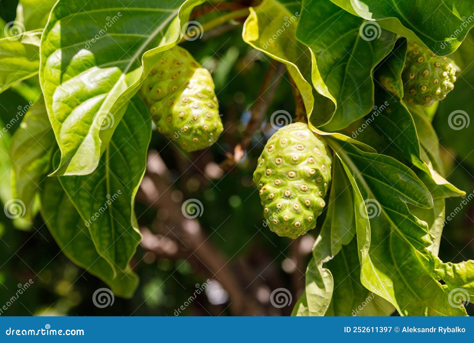 Noni Tree, Morinda Citrifolia. a Medicinal Fruit with Unique Properties. Stock Image Image of