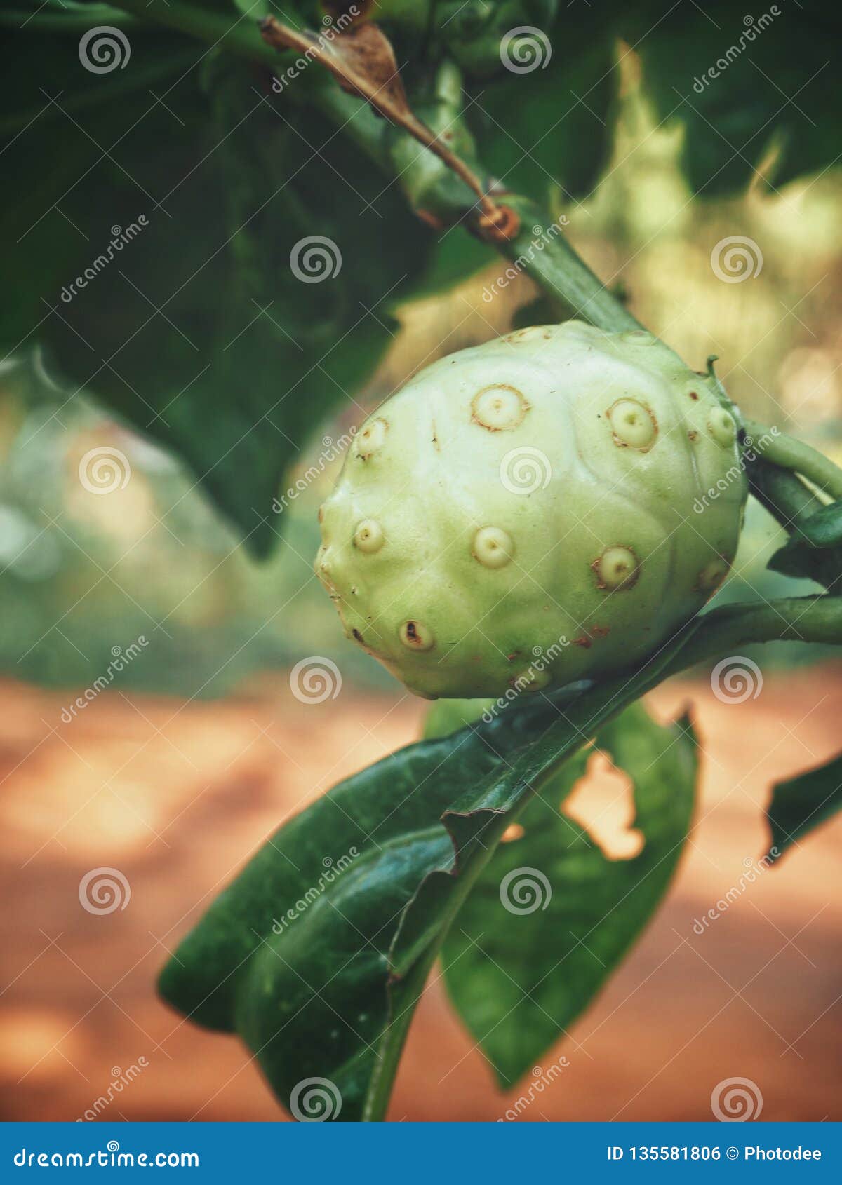 Noni tropical fruit plant stock photo. Image of indian 135581806