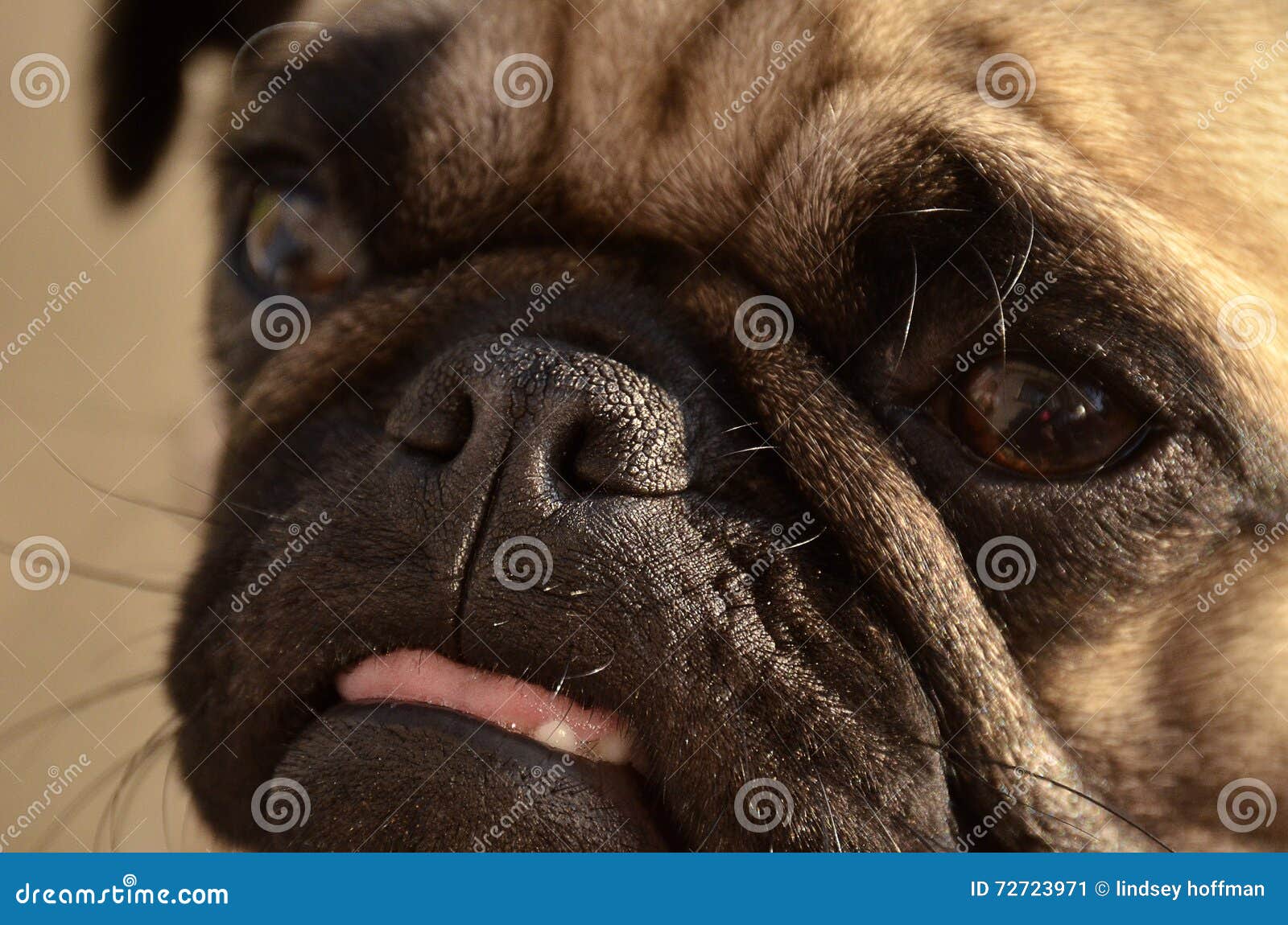 Noodle the pug stock image. Image of fawn, closeup, sunny 72723971