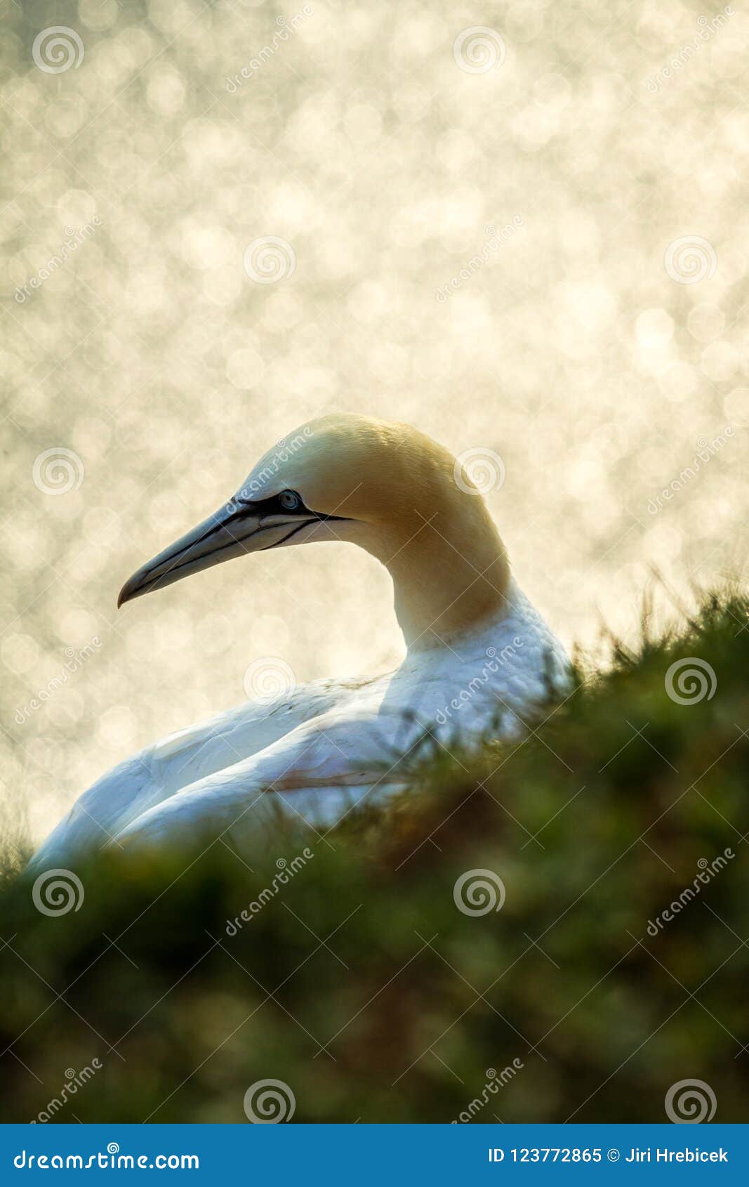 Noordelijke bassanus van Jan-van-gentmorus, het koppelen jan-van-gent op klippen, vogelpaar het spelen met veer. Noordelijke bassanus van Jan-van-gentmorus, het koppelen jan-van-gent op klippen, Helgoland in Duitsland, vogelkolonie, mooie vogels, typisch het koppelen gedrag, nestelende vogels met waterspiegel op de achtergrond