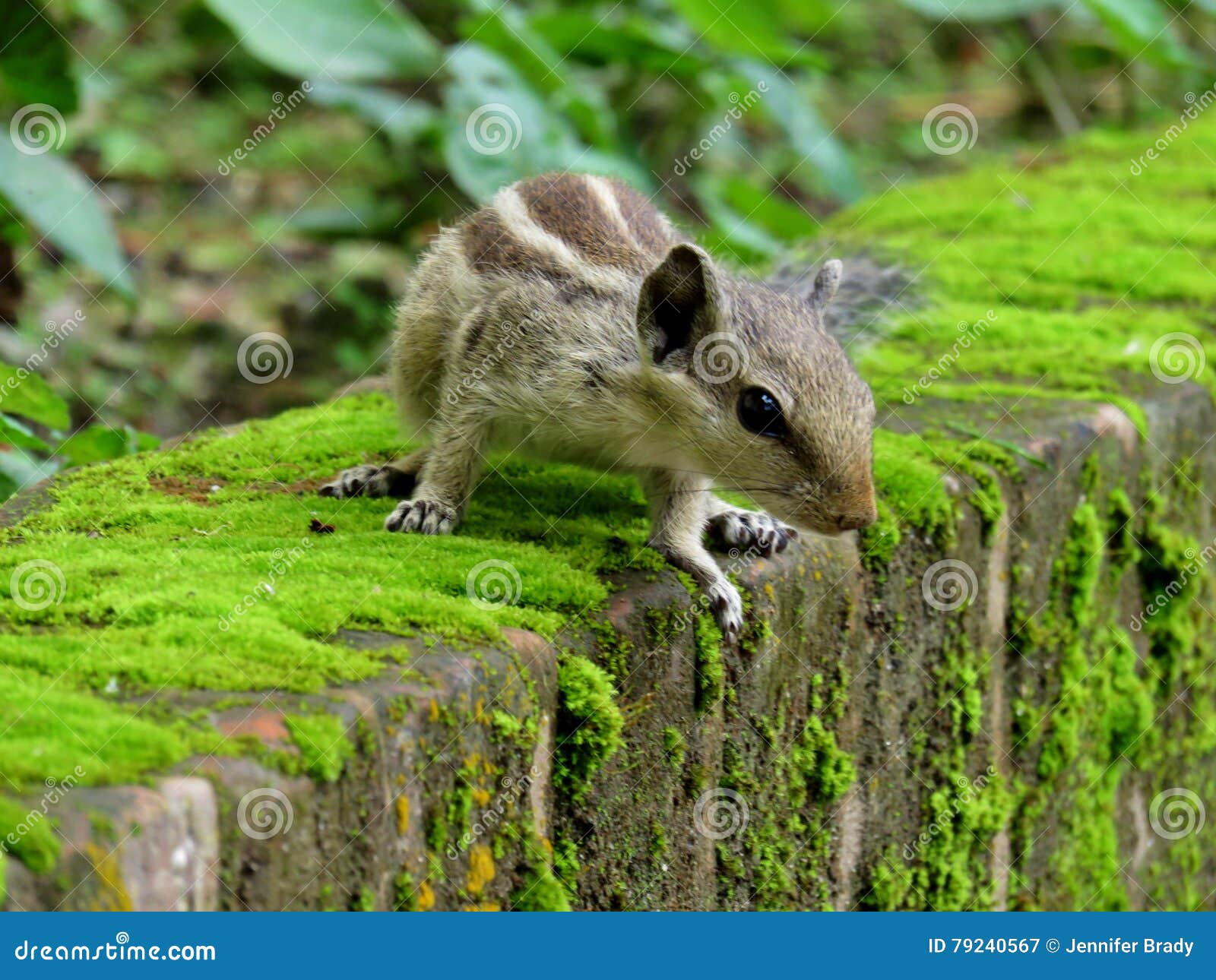 Noordelijke palmeekhoorn. Een kleine eekhoorn die op een bemoste muur in Nepal neerstrijken