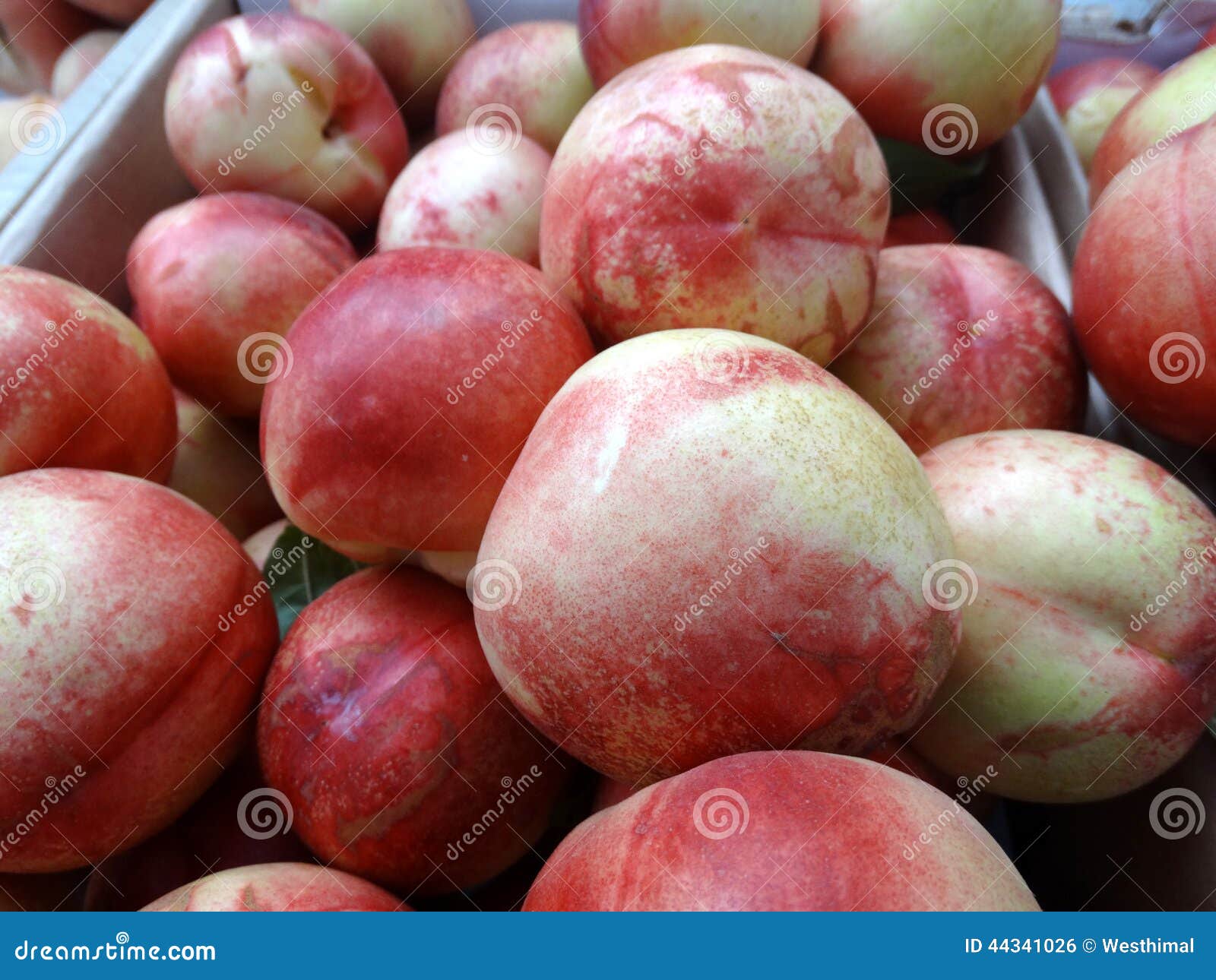 Noordpoolster Witte Nectarine Stock Foto Image of groot, vlees 44341026