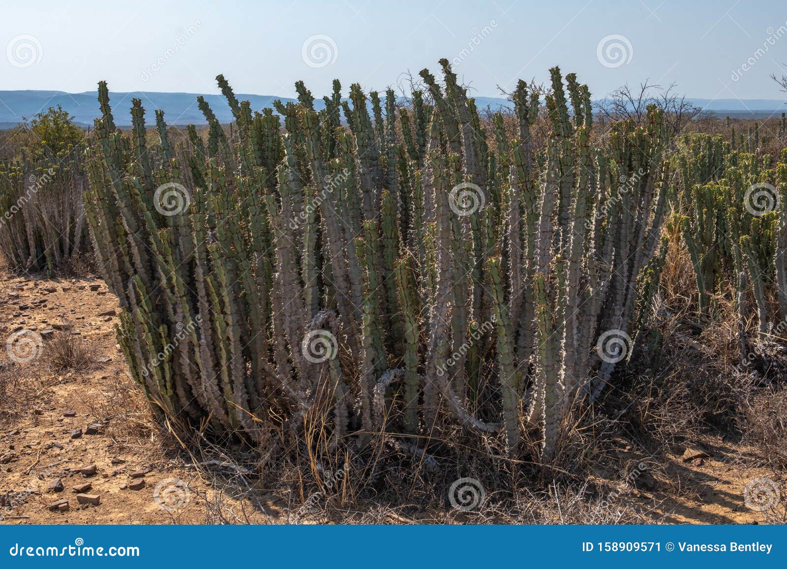 ik ontbijt Elke week aanval Noors Plants or Euphorbia Jansenvillensis of the Karoo Stock Image - Image  of arid, cape: 158909571