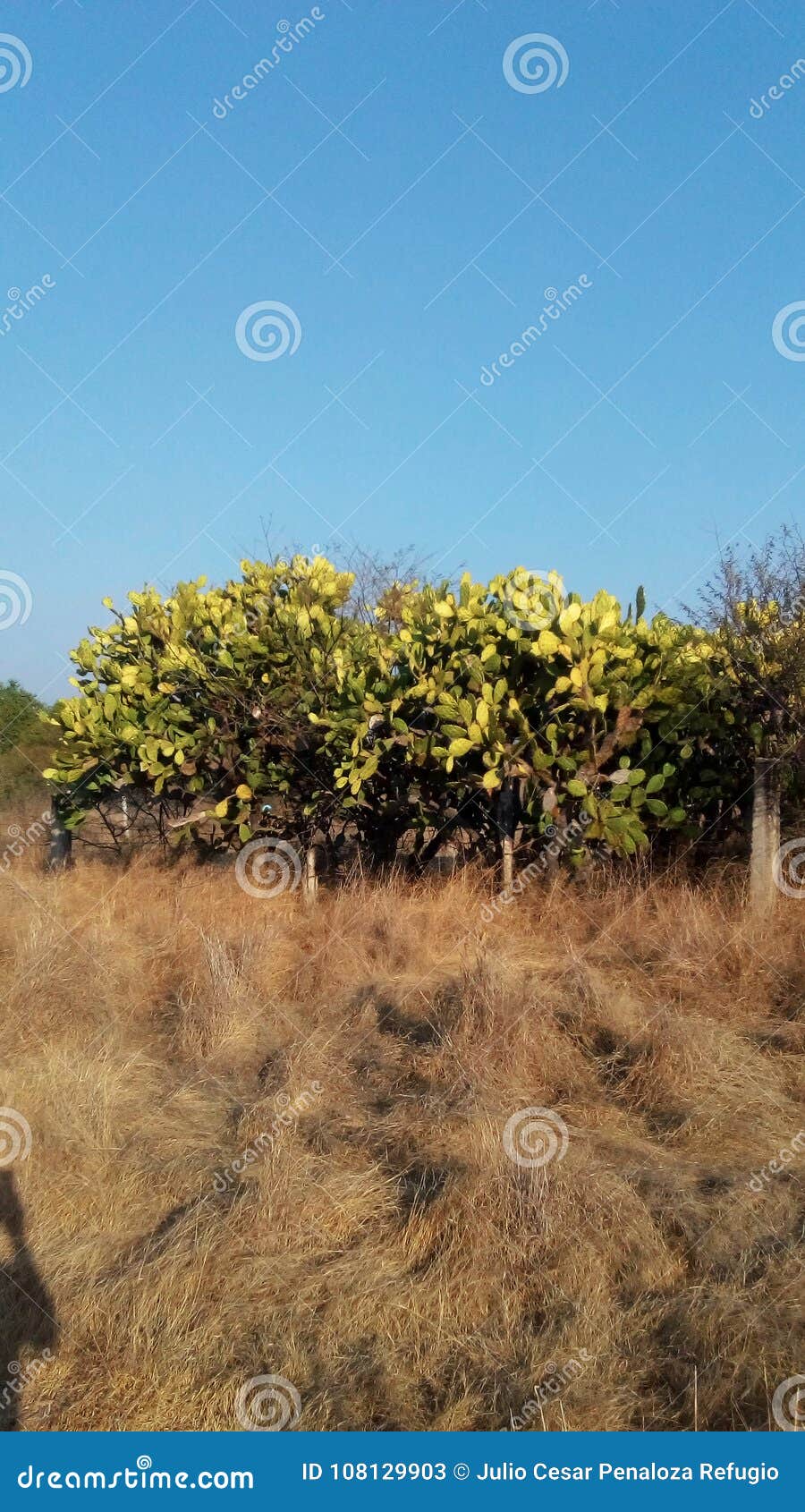 nopal bush in corral falso, guerrero, mexico