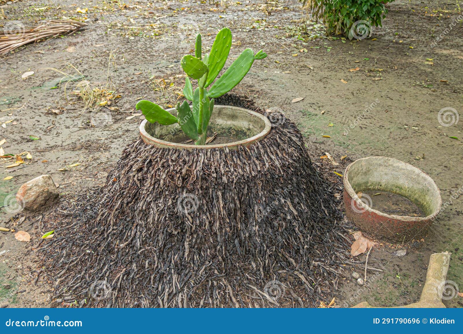 nopal cactus in coconut tree foot at parque ecoturÃÂ­stico. zihuatanejo, mexico