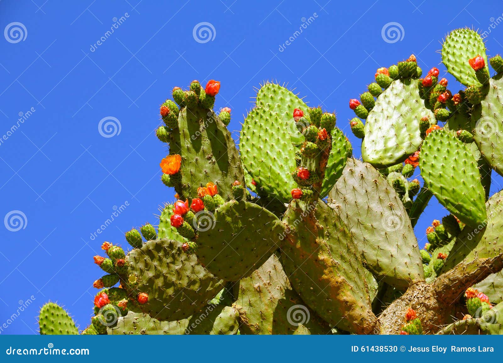 Nopales or Prickly Pear Cactus with a Blue Sky and Flowers I Stock