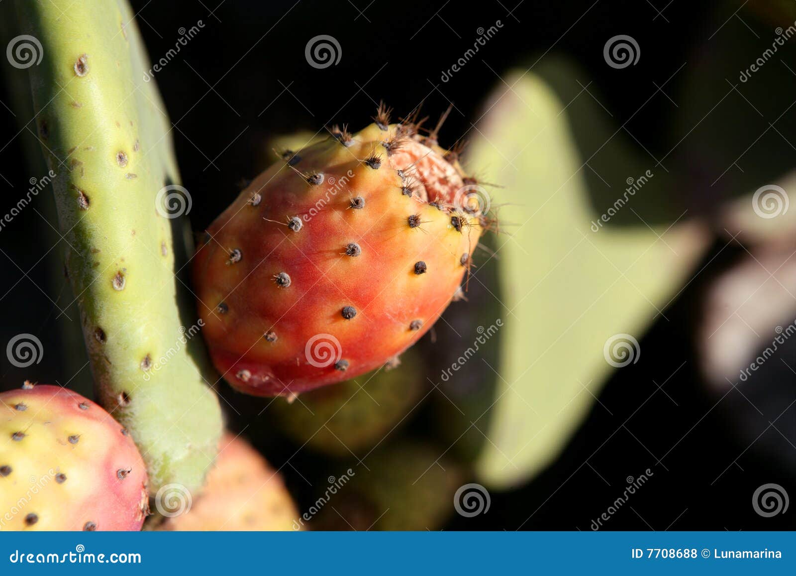 Nopal Spiny Orange Fig Fruits from Spain Stock Photo Image of prickly