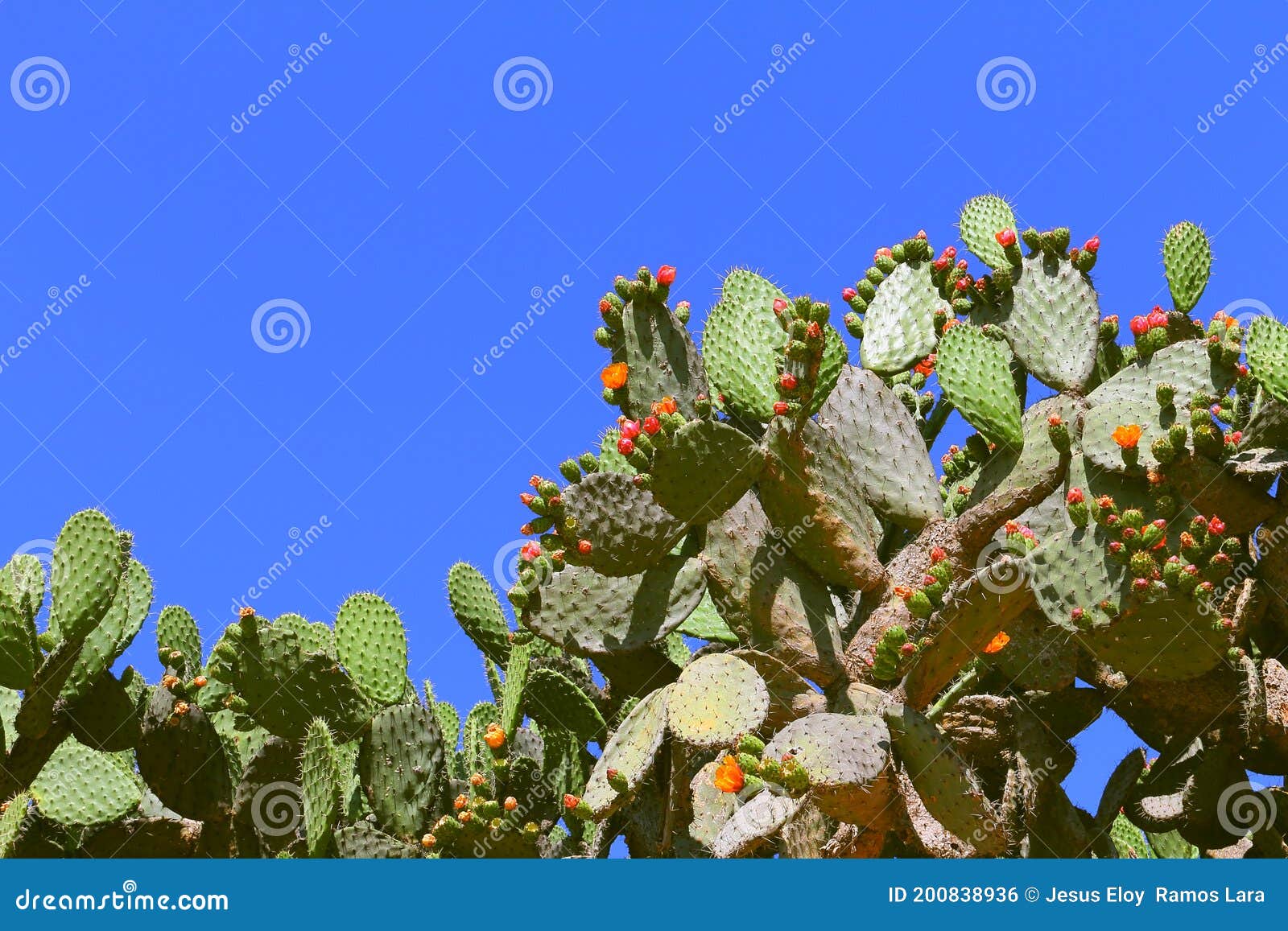 nopales   opuntia cacti  in mineral de pozos guanajuato, mexico ii