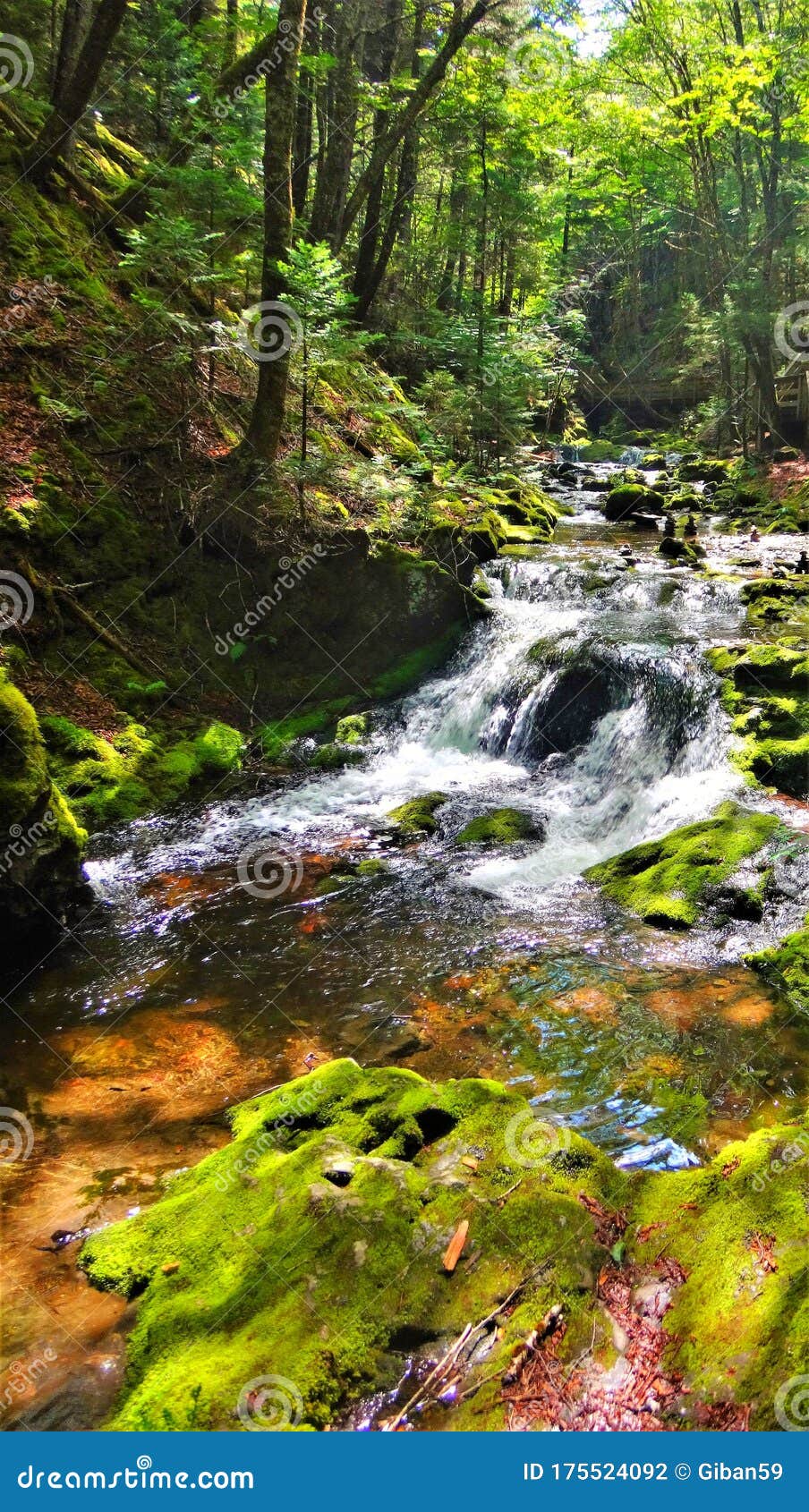 América Do Norte Canada New Brunswick Fundy National Park Forks