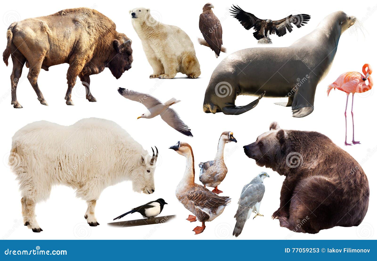 Nordamerika Tiere