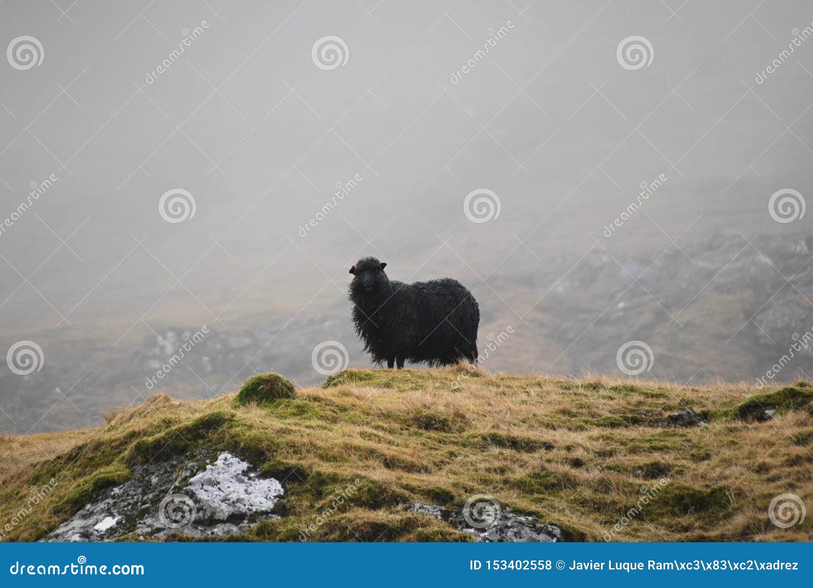 nordic sheep