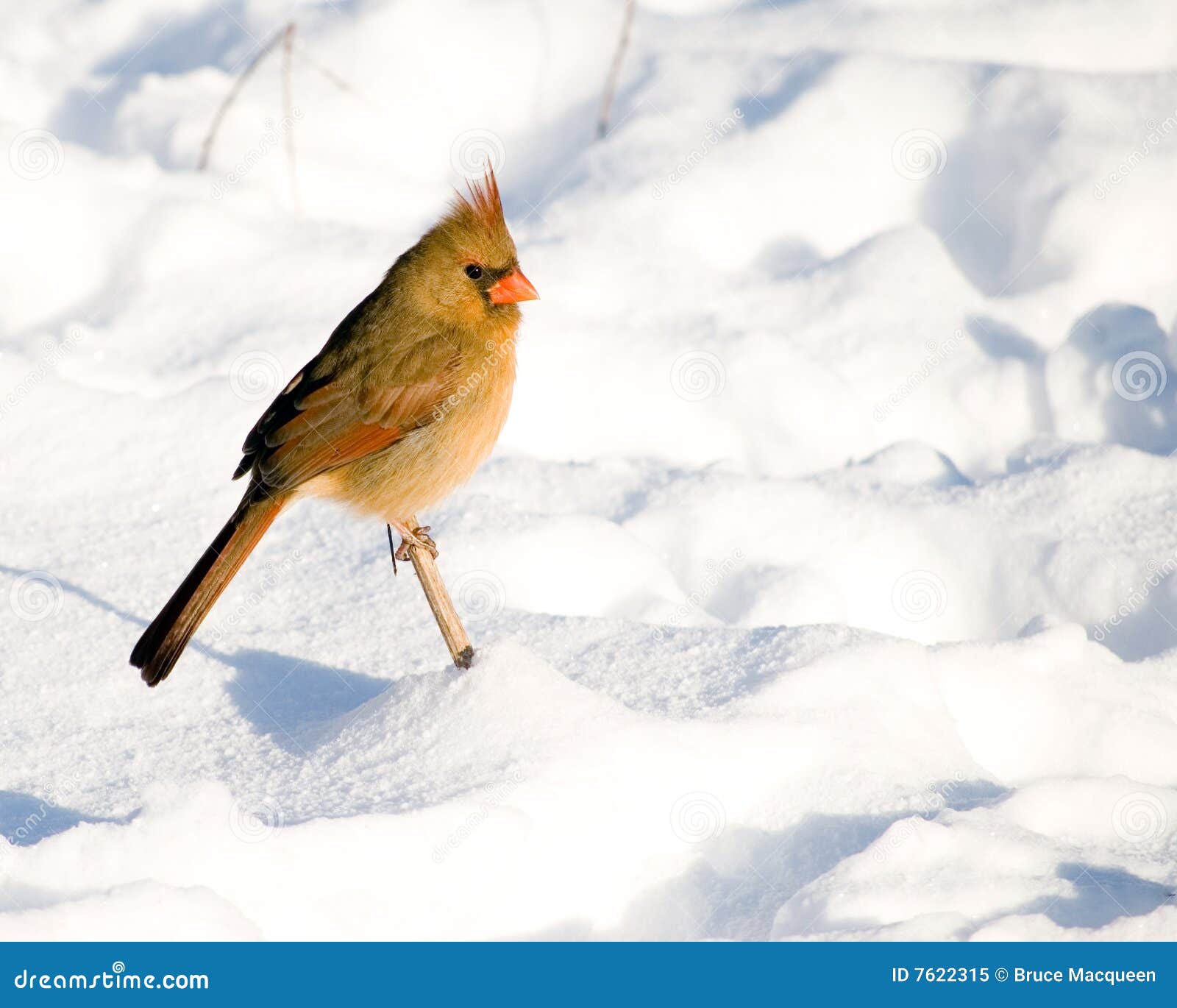 Brindille étée perché nordique femelle cardinale de neige