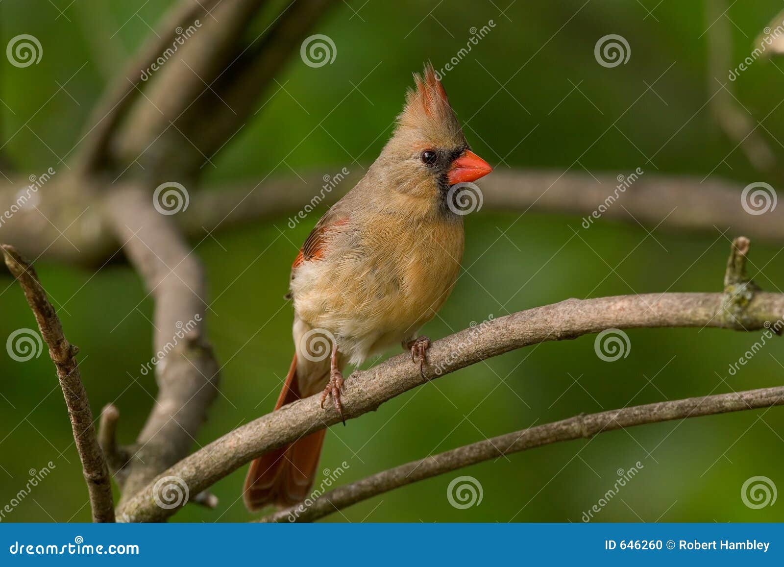 Nordlig Huvudsaklig Kvinnlig Arkivfoto Bild av svan, genomträngande