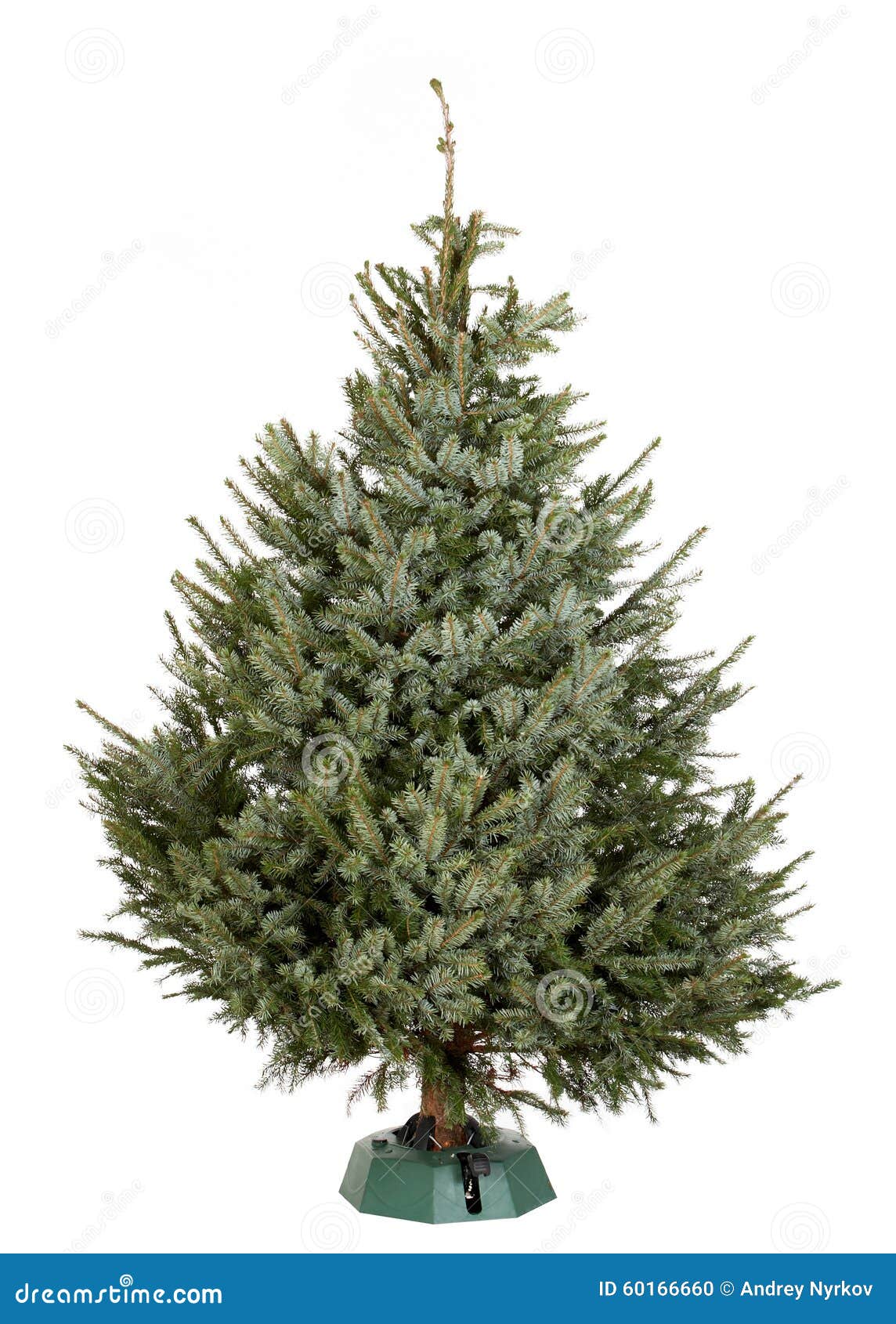 Nordmann Christmas tree stock photo. Image of stand, spruce 60166660
