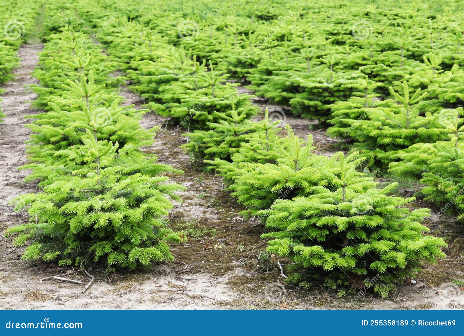 Nordmann Fir Plantation in Denmark Stock Image Image of green, santa