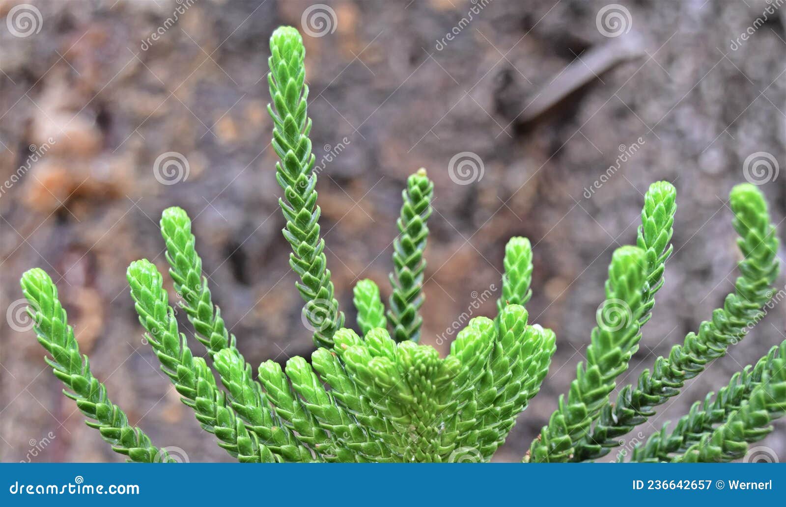 Norfolk Island Pine branch stock image. Image of flora 236642657