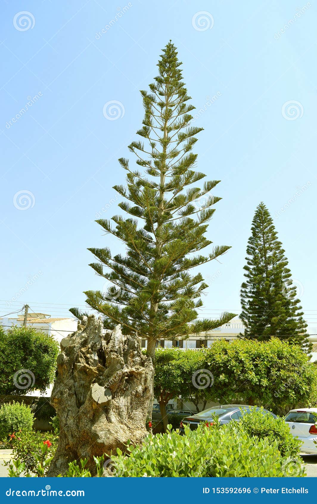 norfolk island pine norfolk island pine