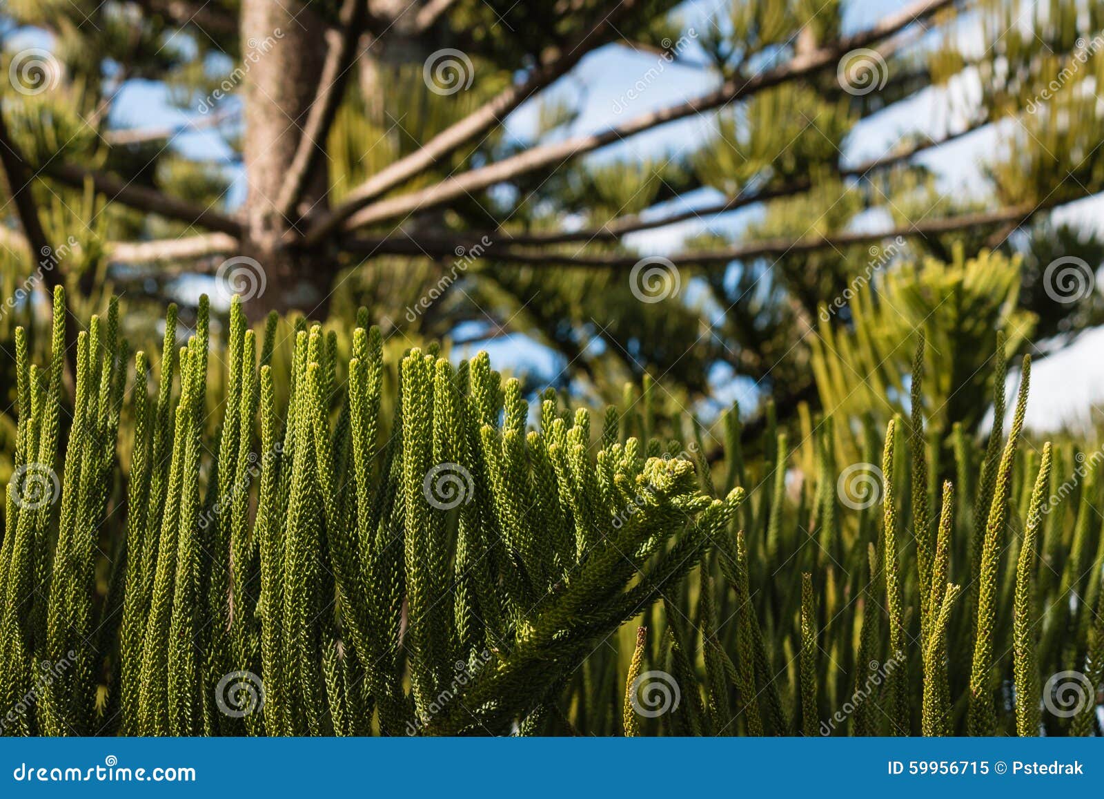 Norfolk pine tree stock image. Image of needles, tree 59956715