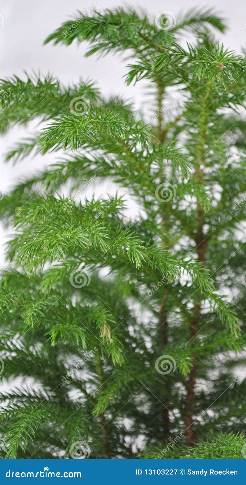 Norfolk Pine Tree Detail Royalty Free Stock Photography Image 13103227