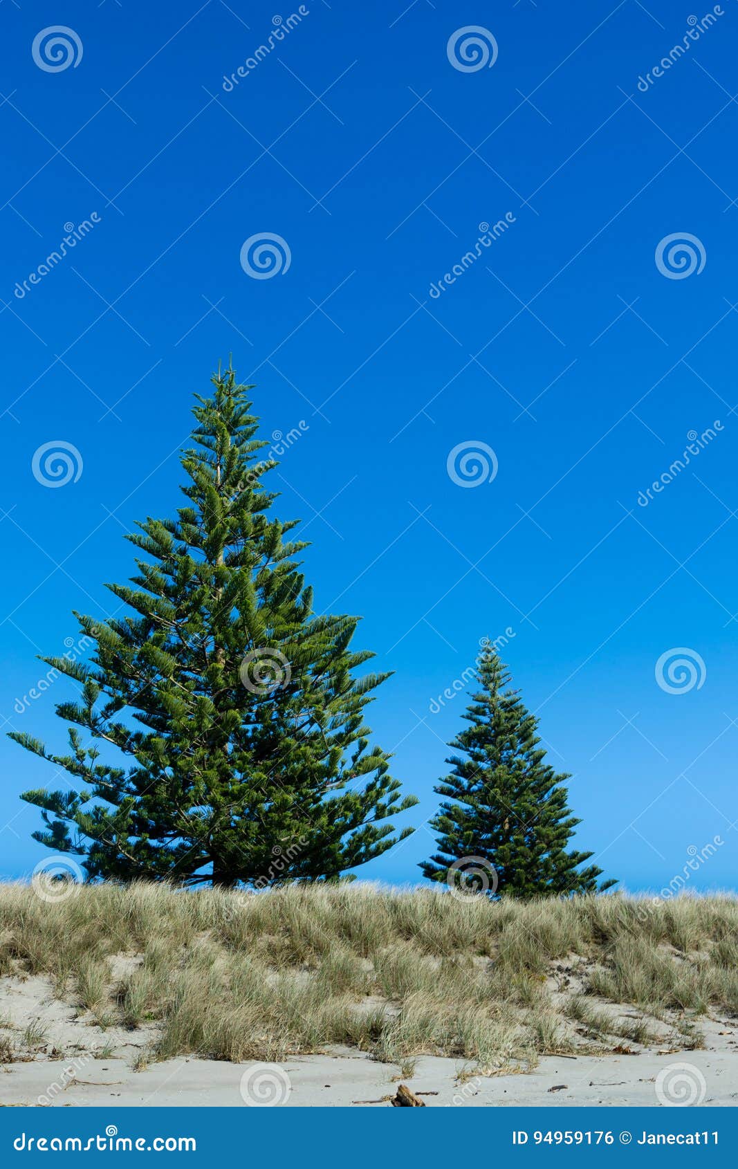 Norfolk Pines on the Sand Dunes Stock Photo Image of outdoor, travel