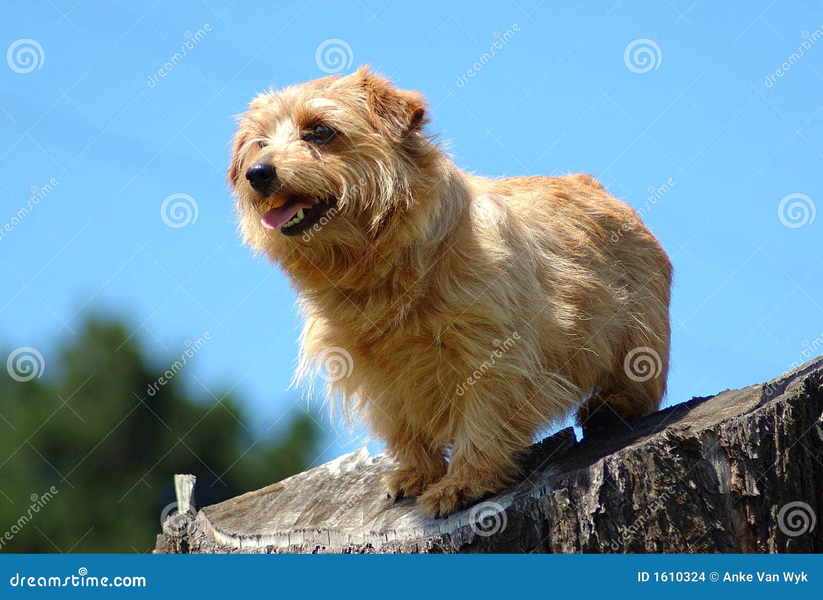 Ein kleiner Norfolk-Terrierwelpenhund, der auf einem alten Baum vor Hintergrund des blauen Himmels steht