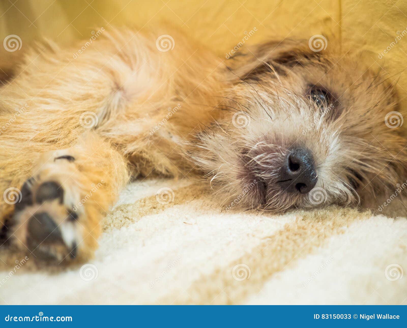Norfolk Terrier stock afbeelding. Image of goud, leuk 83150033