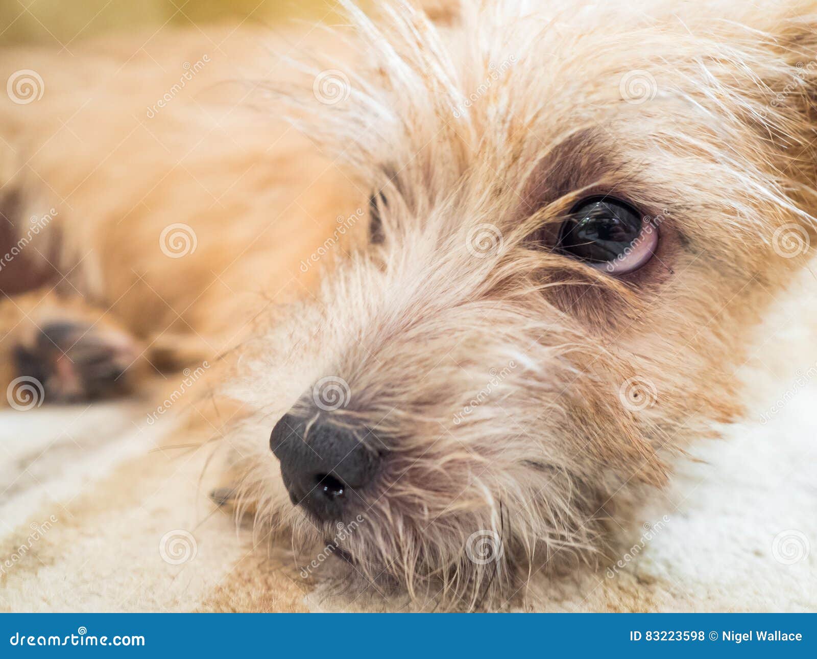 Norfolk Terrier Stockfoto Bild Von Landschaft Warnung