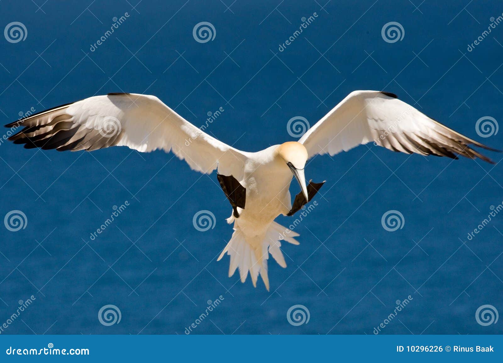 norhern gannet