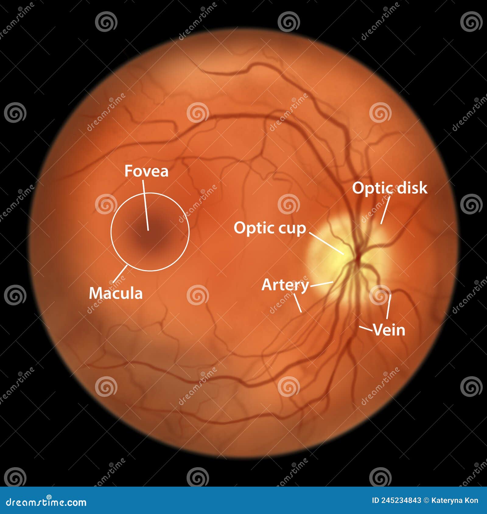 Normal Eye Retina, Illustration Stock Illustration - Illustration