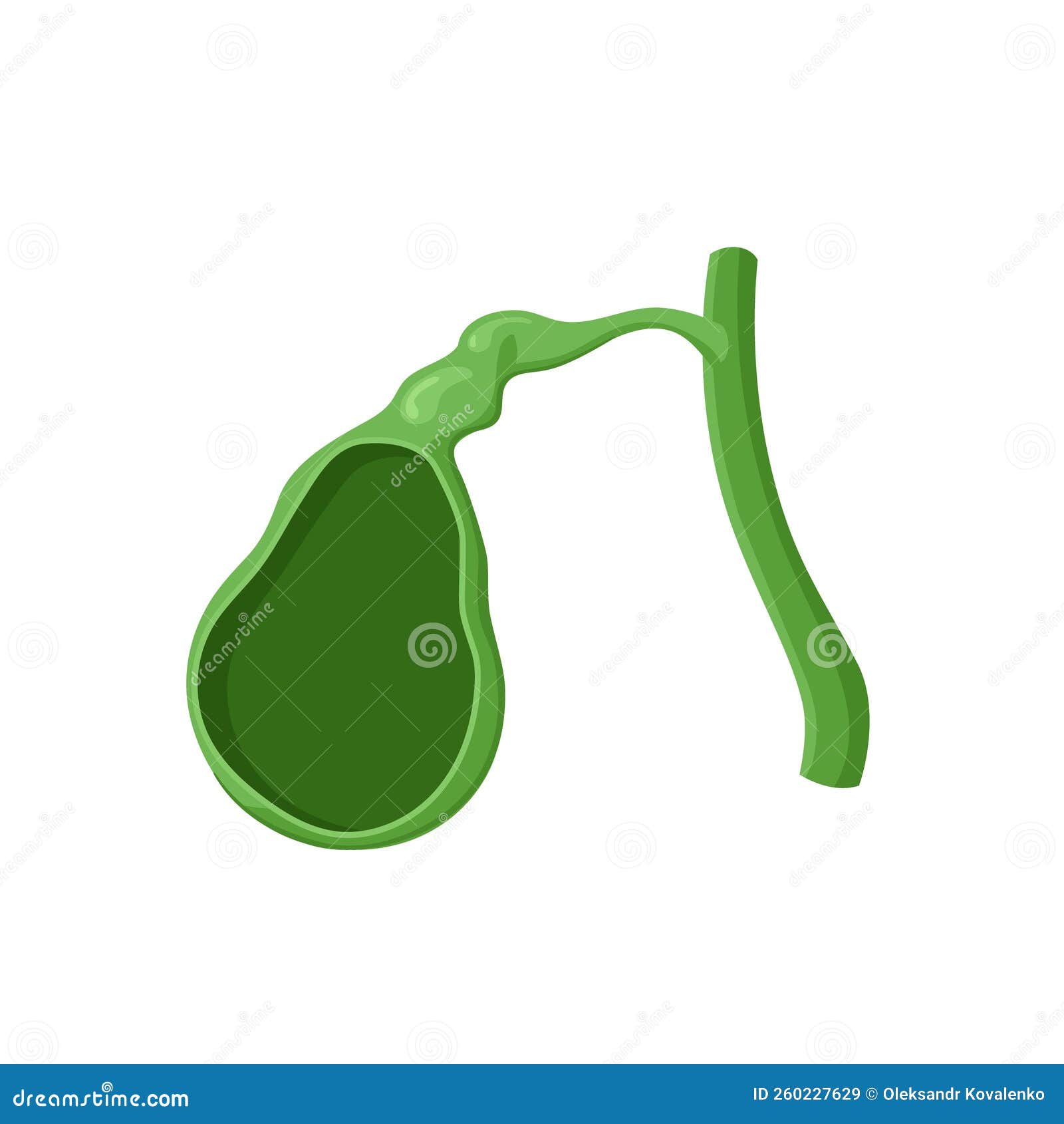 Gallbladder Anatomy Poster Cartoon Vector | CartoonDealer.com #251825047