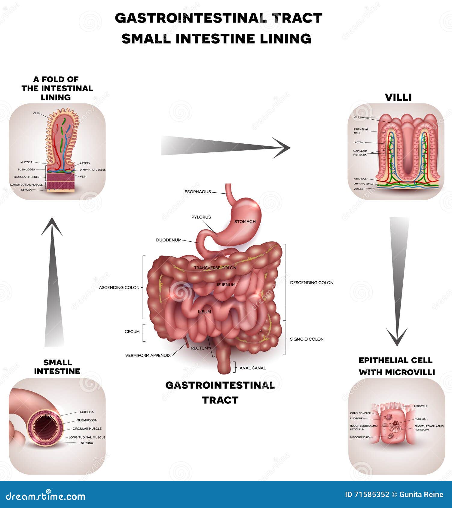 normal gastrointestinal tract