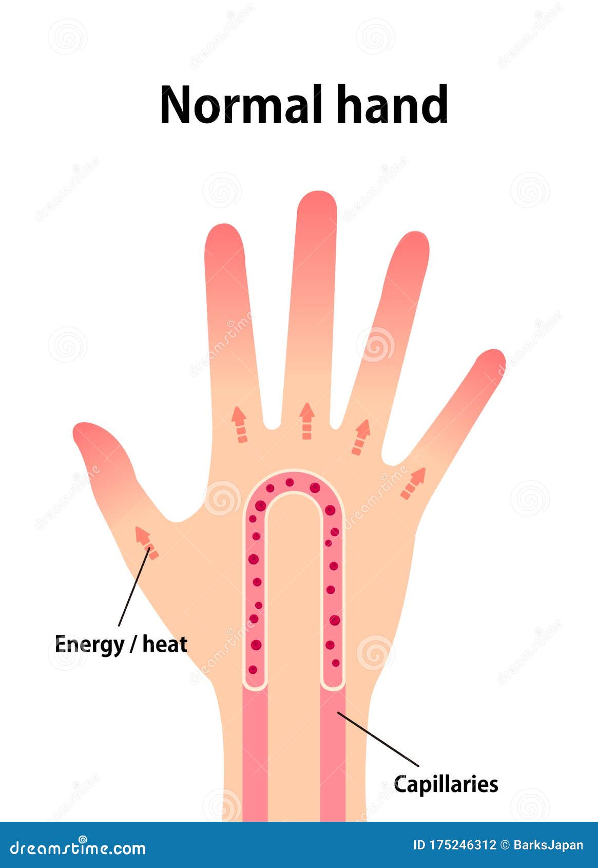 Normal Hand Blood Circulation Illustration Stock Vector Illustration