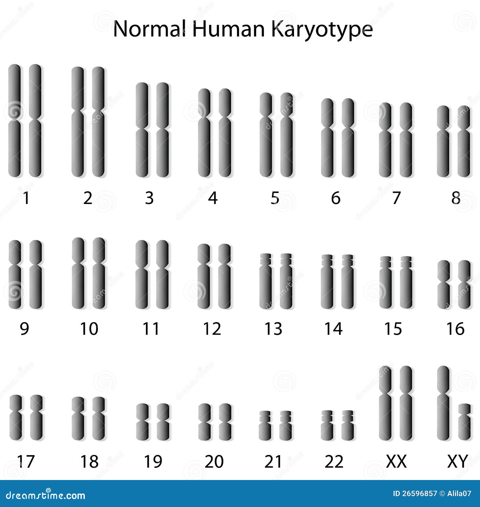 Normal Human Karyotype Royalty Free Stock Photography - Image: 26596857