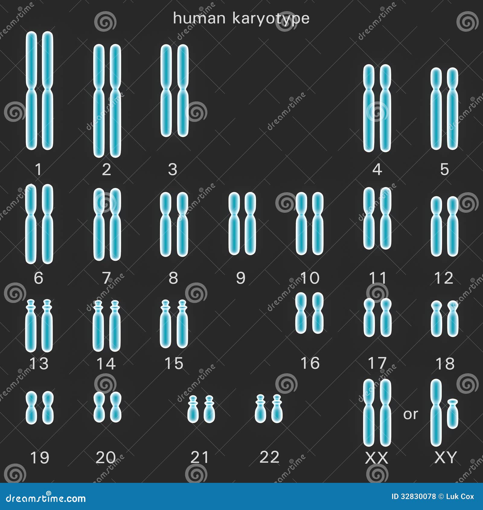 normal human karyotype