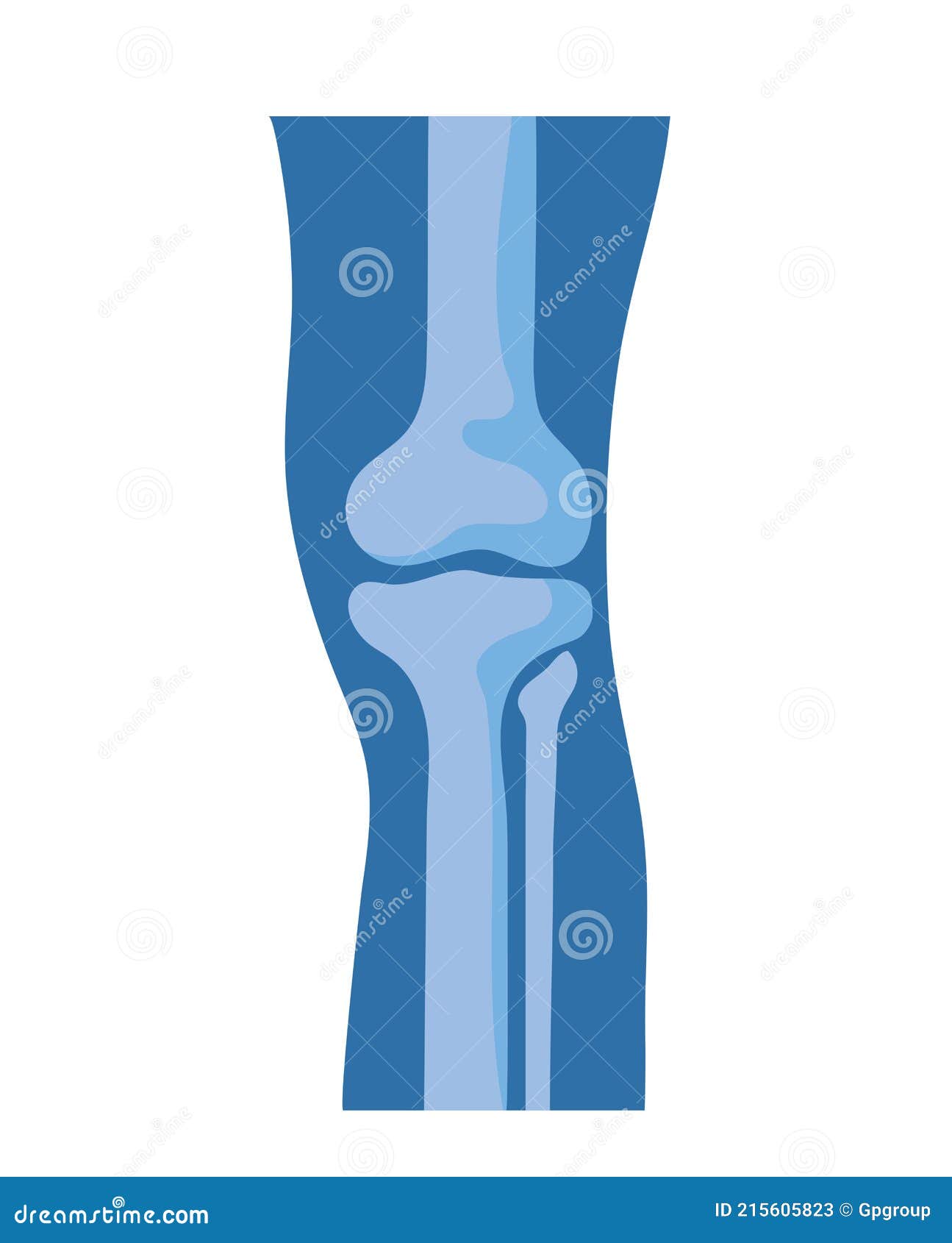 Normal knee bones stock vector. Illustration of vector 215605823