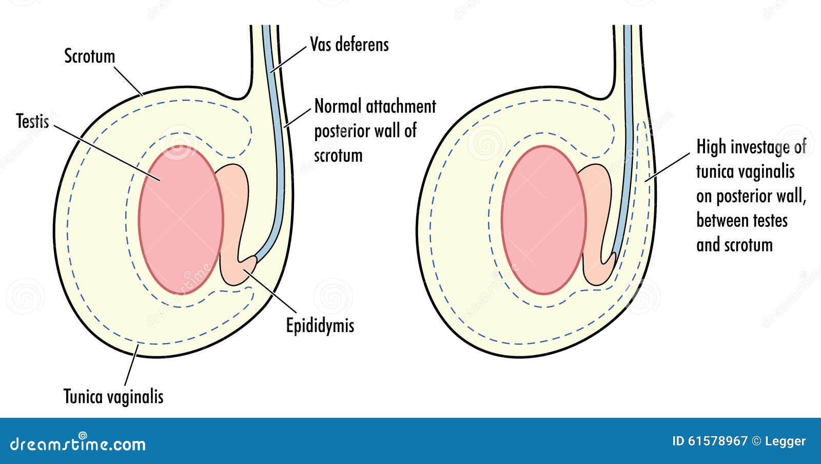 The Anatomy Of The Testicle Vector Illustration CartoonDealer the-anatomy-of-the-testicle-vector-illustration-cartoondealer