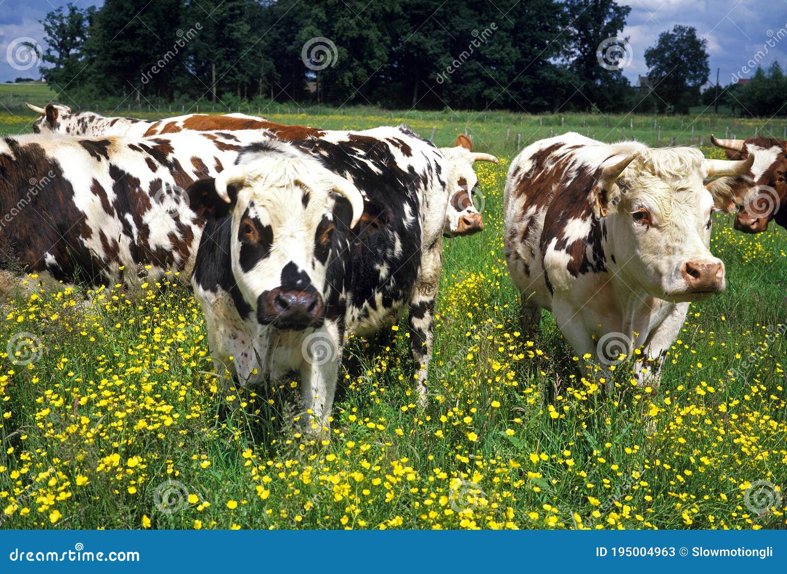 NORMANDY COW, GROUP with YELLOW FLOWERS, NORMANDY Stock Image Image