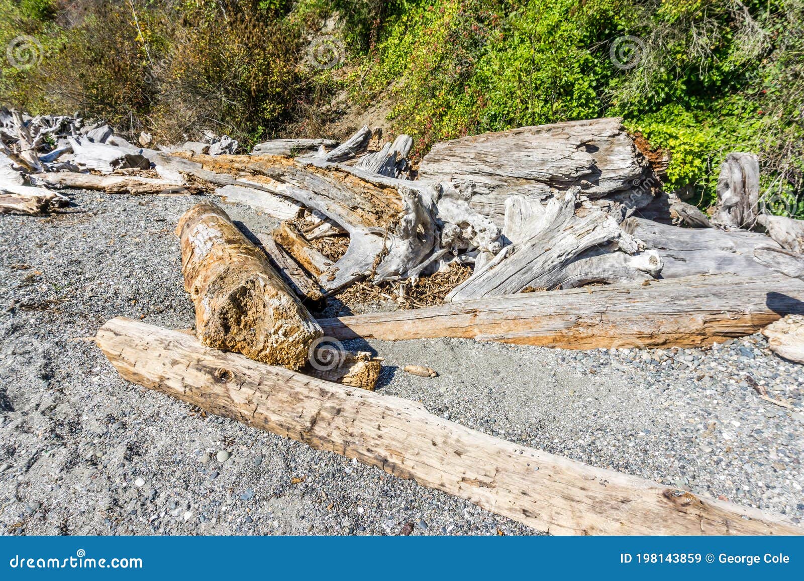 Normandy Park Driftwood and Plants Stock Image Image of scenic