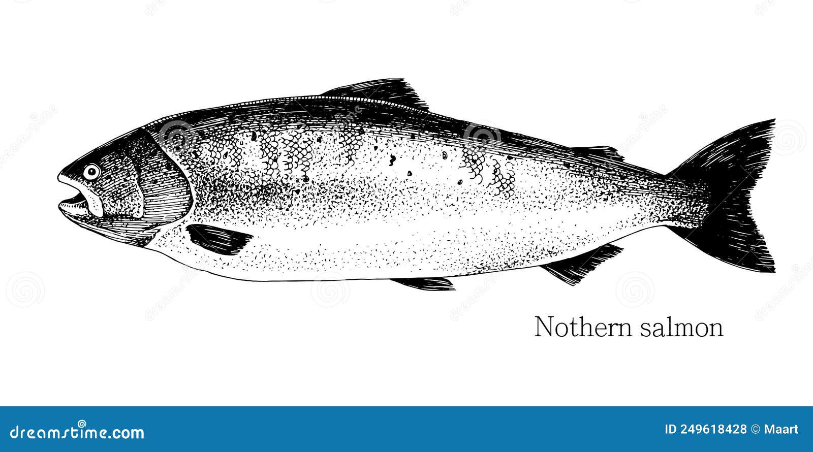 norten salmon hand drawn realistic 